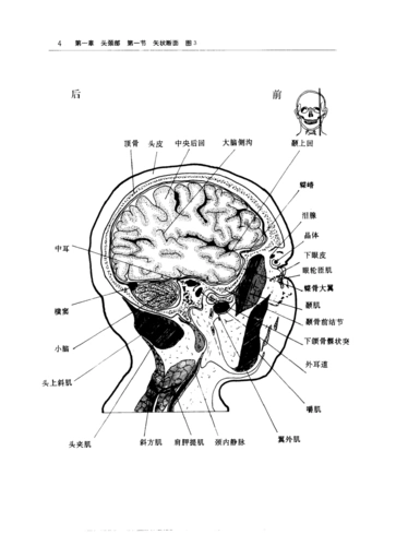 人体三维断面解剖图谱头颅部分