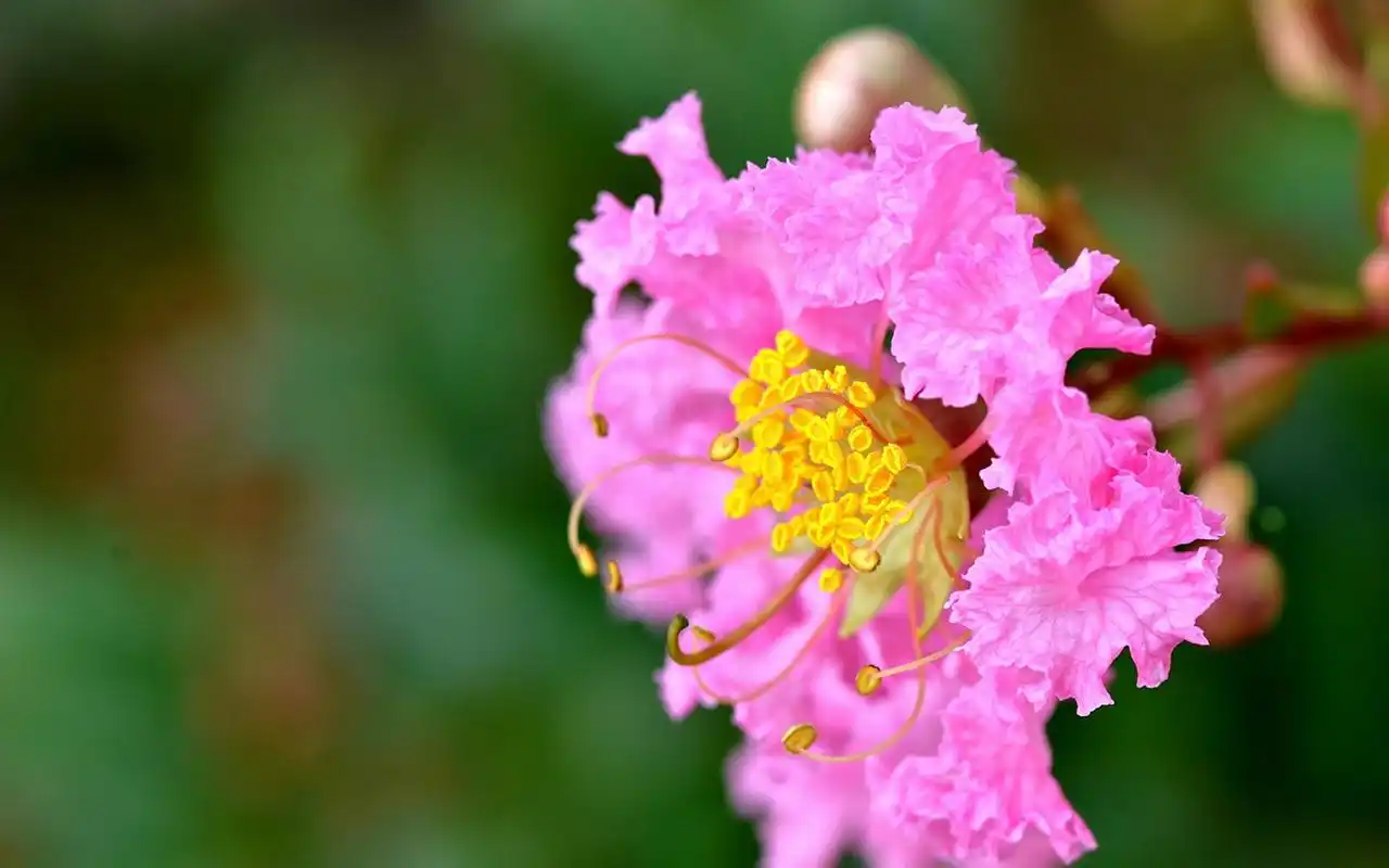 粉嫩娇艳的紫薇花微距摄影图片桌面壁纸