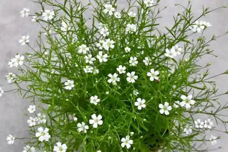 满天星换盆后放在什么地方换盆后叶子干卷了如何办