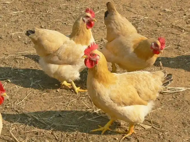 人以食为先 肇庆百鸡宴 封开杏花鸡等您来品尝_广东