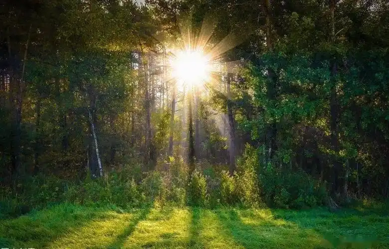 胡汉章| 清晨的一缕阳光(主播:自励)_手机搜狐网