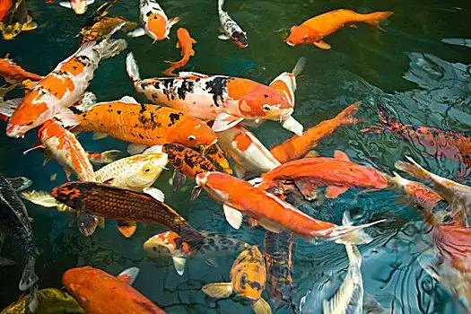 装饰,锦鲤,普通,鲤鱼,购物中心,水塘,马六甲,历史,马来西亚,半岛