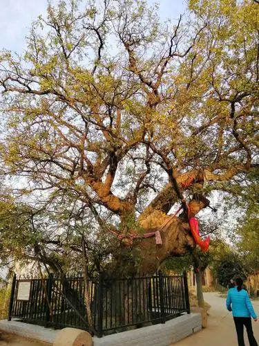 穆柯寨千年皂角树