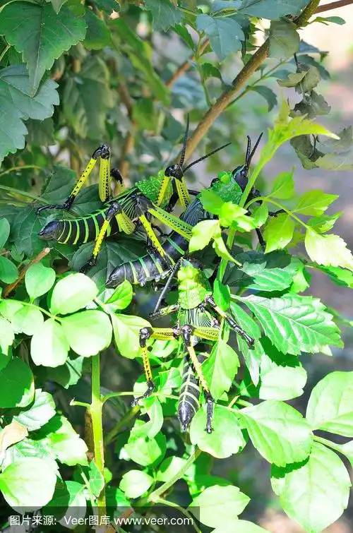 绿色的马利筋蝗虫