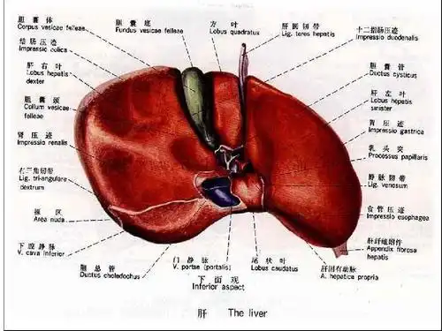 肝脏的解剖