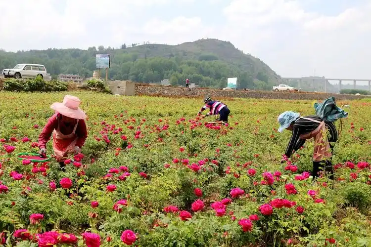 云南宣威宝山镇:870亩玫瑰竞相绽放 美了乡村富了民