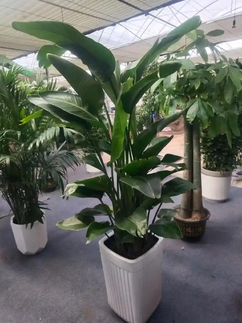 天堂鸟的养殖方法1,施肥:在天堂鸟的生长期间 - 抖音