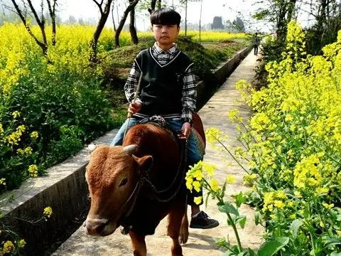 梦见骑牛背已婚者梦见骑牛背,则处于婚姻中的你还