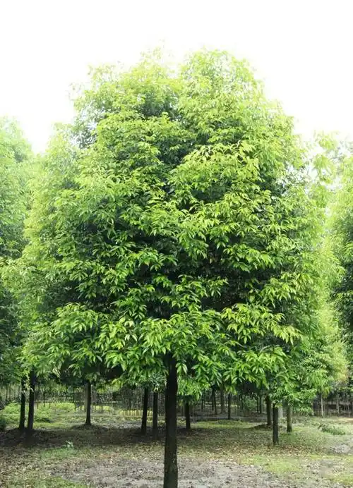 南方庭院 | 常用植物·乔木篇