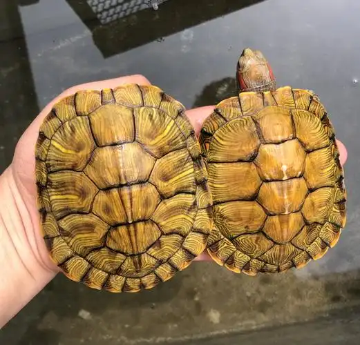 黄金乌龟巴西活体大小情侣家庭家庭观观赏彩龟龟
