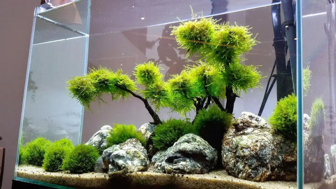 精心造景的鱼缸,成景让人赞叹,佩服