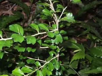 展开全部 这应该是柘树(中文学名 是单字 柘 读音同 这)的幼树.