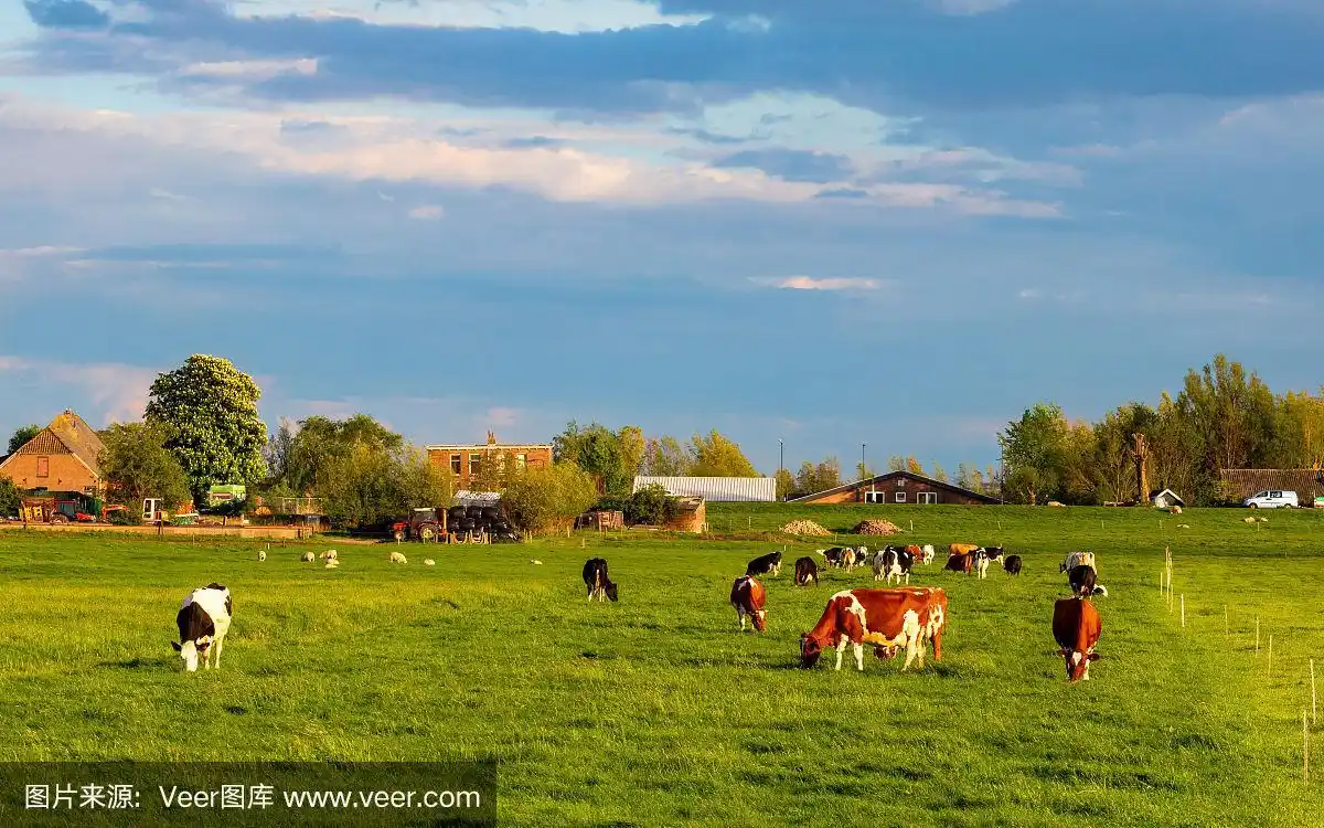荷兰牧场上的牛在茂盛的绿草上吃草