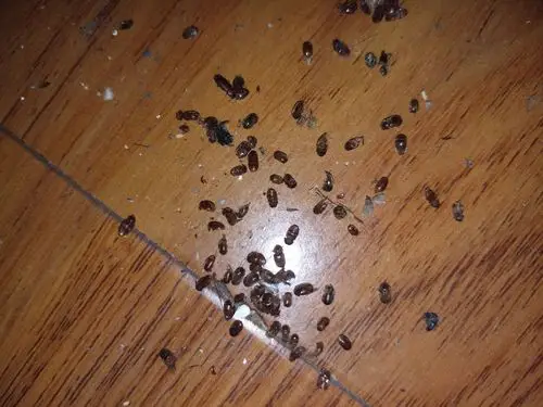 家里的柏木上下床被虫打了洞