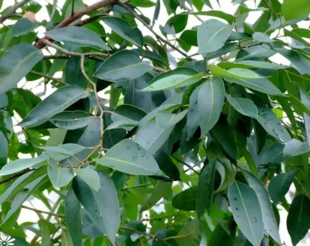 大叶桉叶的功效与作用_美健品健康网