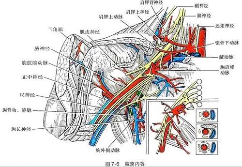 腋神经损伤怎么治疗?