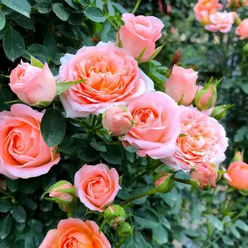 精选甜梦多季开花勤花藤本月季花苗盆栽阳台楼顶时令草本花卉