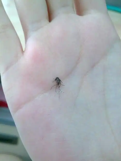 讲到可恶滴蚊子~我要晒一下一只被我打死滴花 蚊子