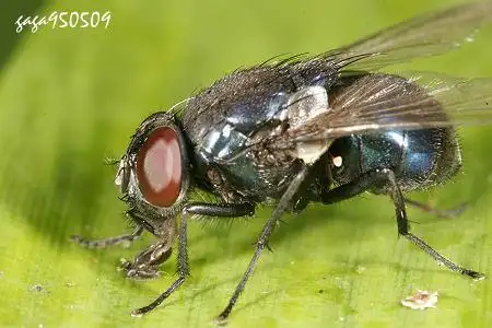 展开全部 丽蝇 对人体有危害