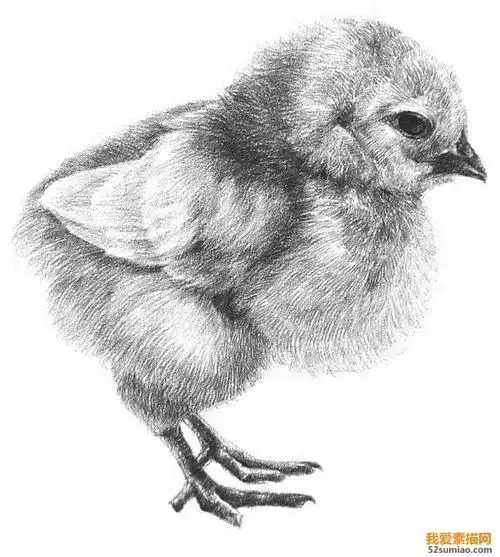 素描动物入门素描小鸡的绘画教程