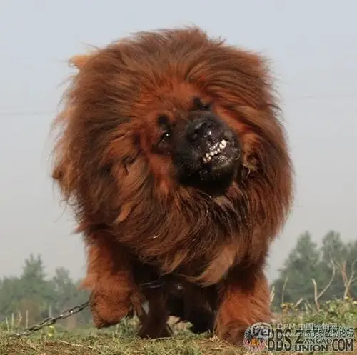 ██████ 【藏獒展示】狮头名藏獒--雷子