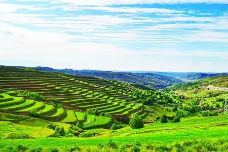 定西大地满目苍翠,生机勃勃.