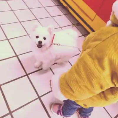 小女孩牵狗简笔画情头