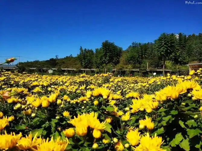攀枝花近郊绝美菊花海!本周末进入最佳赏花期,快约!