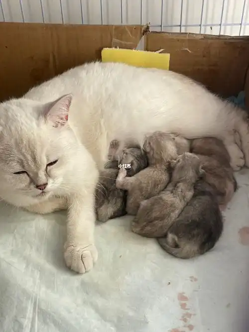 猫出生 #银渐层  #小奶猫  #家庭繁育猫舍  #猫