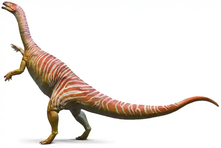 板龙具有强烈的发育可塑性特征,这对于恐龙来说是不寻常的:成年个体的