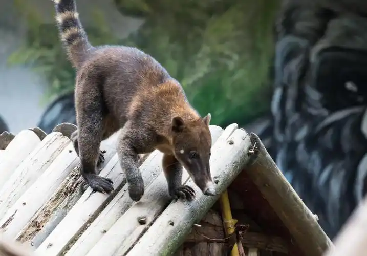 1000个动物名字(1000个动物名字两条腿)