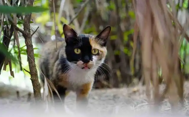 狸花猫:目前国际公认的中国本土纯种猫,被收入cfa(世界爱猫者协会).