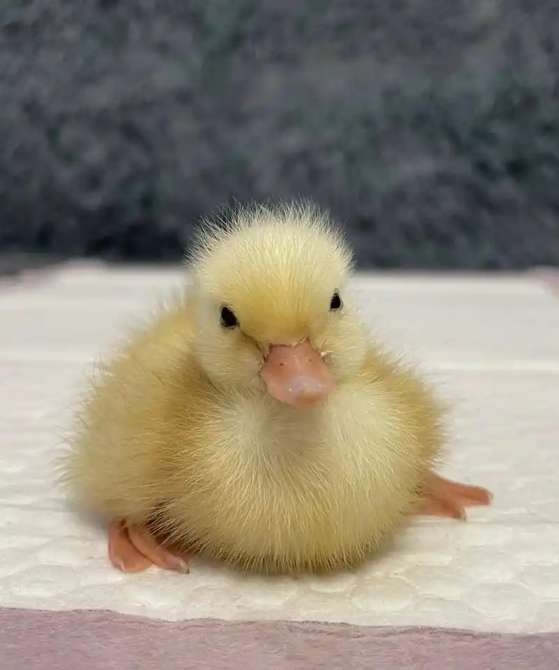 没发育好的柯尔鸭孵化30天今天自己蹬出壳啦 给大家看看小鸭子出壳很