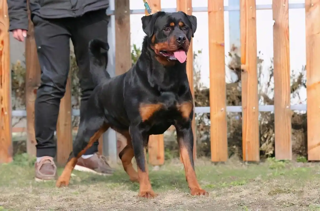 罗威纳这么"凶",为何还那么多人说想养呢?