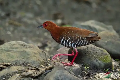 红脚秧鸡