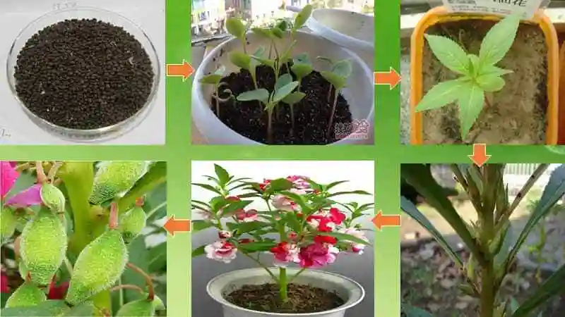 鄂教版科学三年级下册5《凤仙花的一生》ppt课件(共11页).ppt