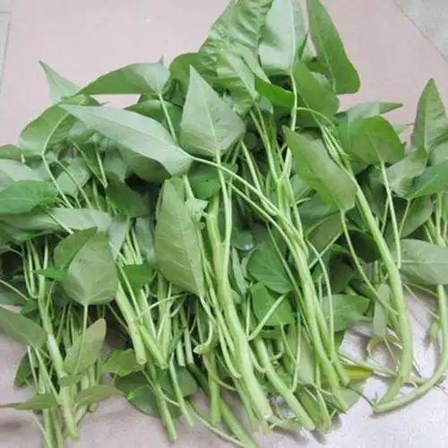 蔬菜叶子类空心菜竹叶菜蕹菜约1斤500g