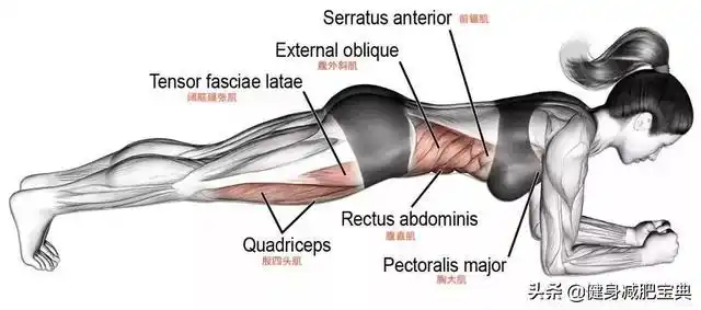 很多人会第一个想到平板支撑,它绝对是训练核心肌群和全身的黄金动作