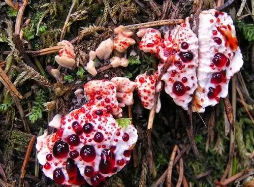 旅游团野外发现会流血的蘑菇,没想到导游一番话让众人疯抢!