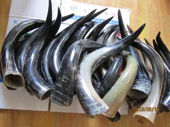 批发牛角对角,纯天然成对牦牛角批发,单角长45厘米-65厘米之间