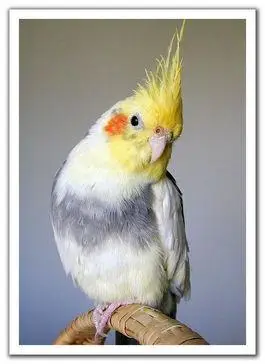 黑牛玄凤鹦鹉配什么好