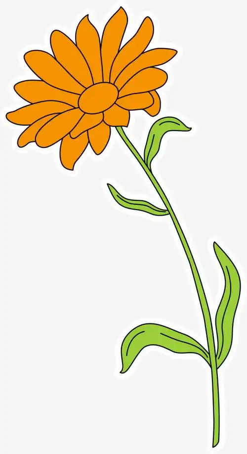 扁平风格卡通金盏花