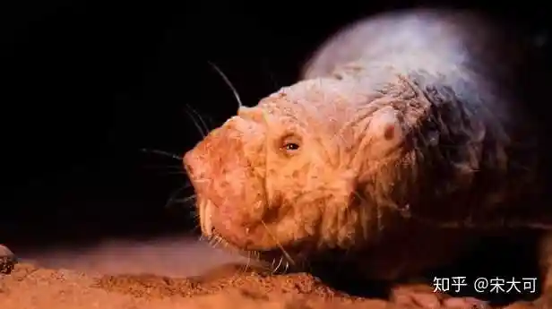 裸鼹鼠吧,几乎没有毛,皮肤干燥粗糙,眼睛特别小,门牙很大.完全符合