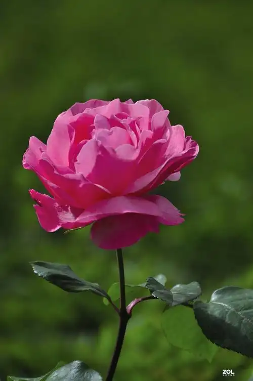 花中的皇后月季花