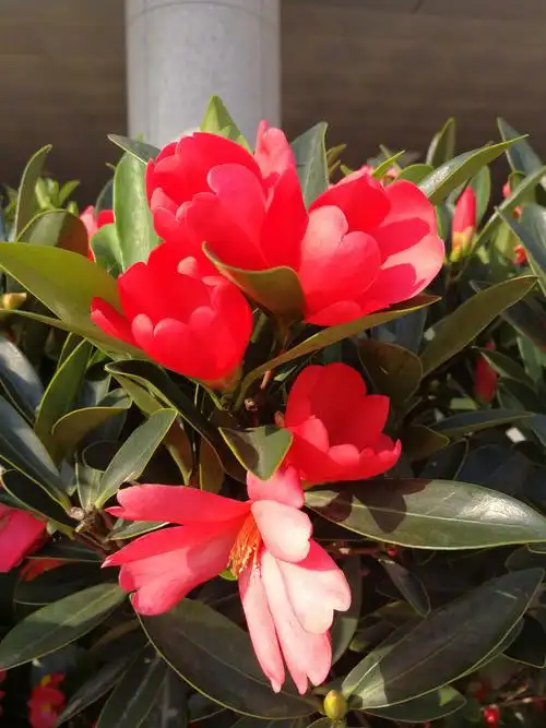 深山幽谷出奇花绝世杜鹃红山茶