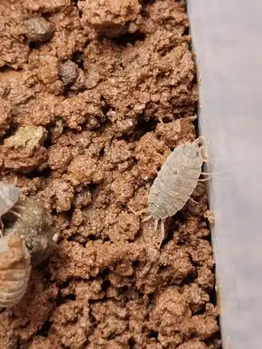 2009班 李诗雨 探究光对鼠妇生活的影响