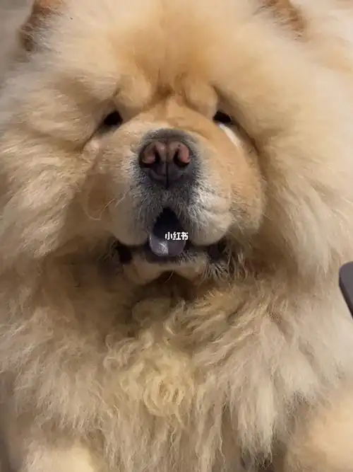 超级可爱的紫舌头