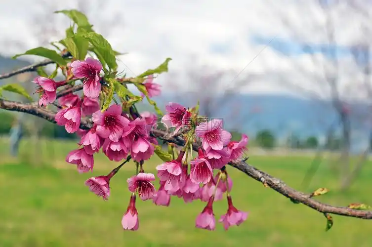 最漂亮的樱花图片(最美樱花高清图片壁纸)