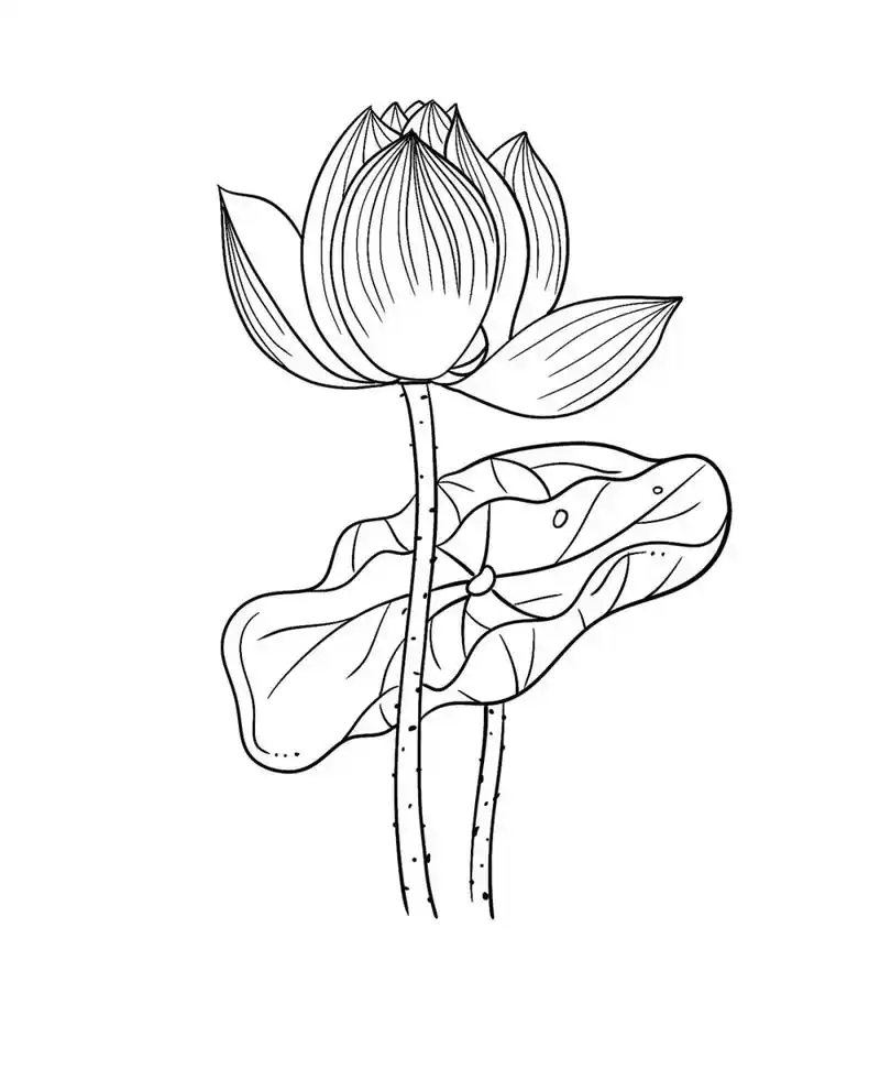 蓝印花布简笔画莲花 - 抖音