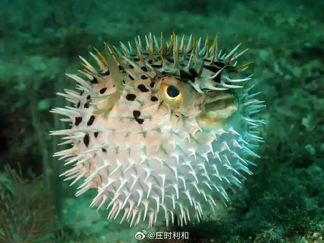 20210119【生物】为什么河豚不会被自己毒死